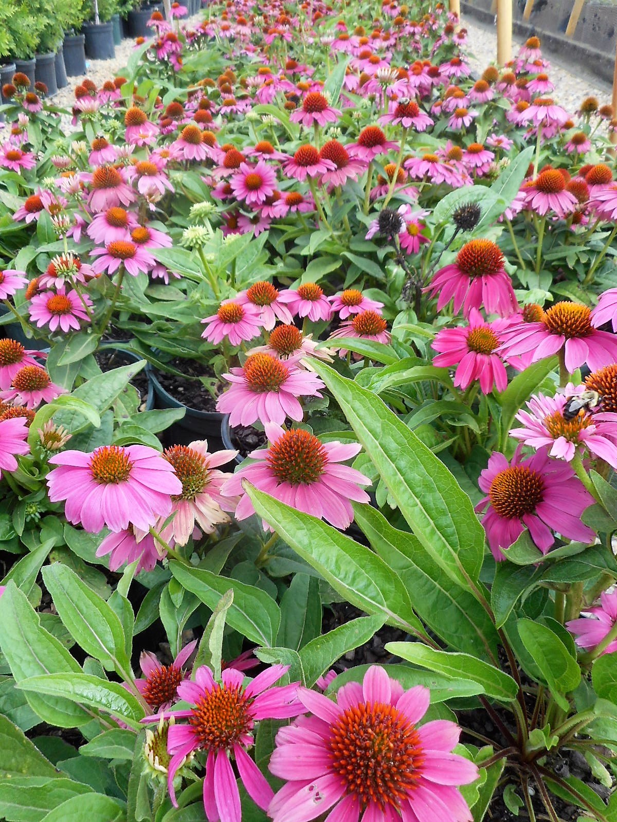 2g PowWow™ Wild Berry Coneflower