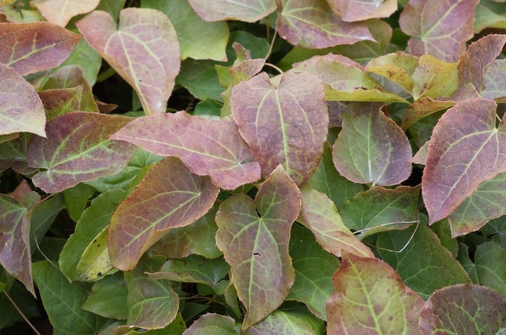 1qt. Epimedium Frohnleiten