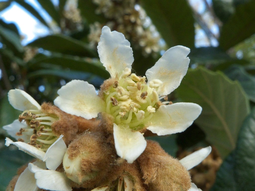 15g Loquat