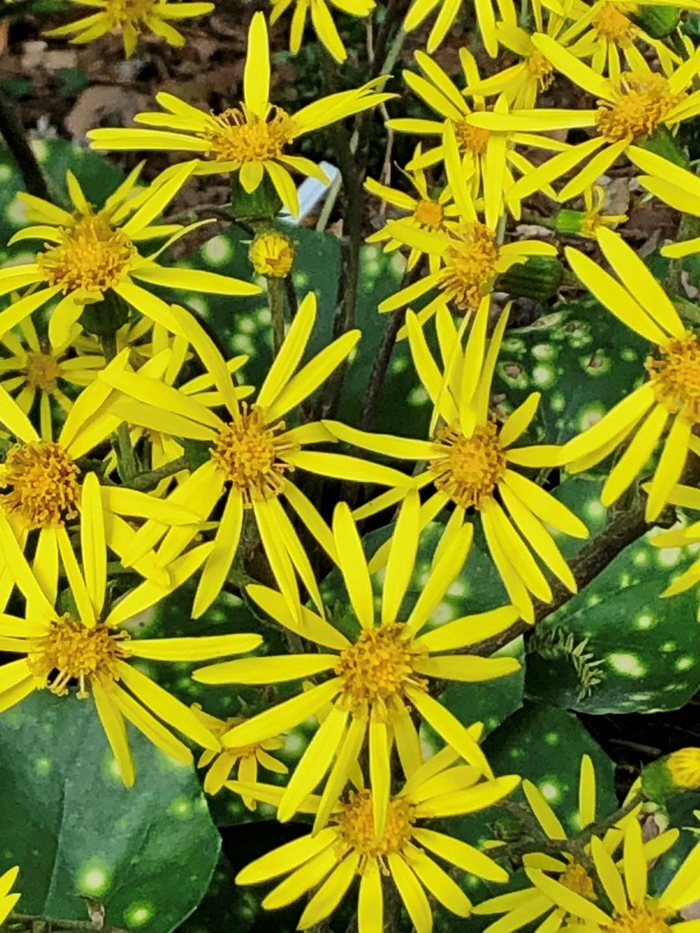 Leopard Plant