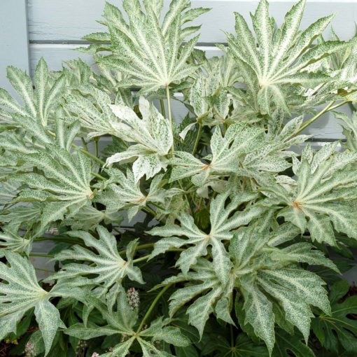 7g Spider Web Fatsia