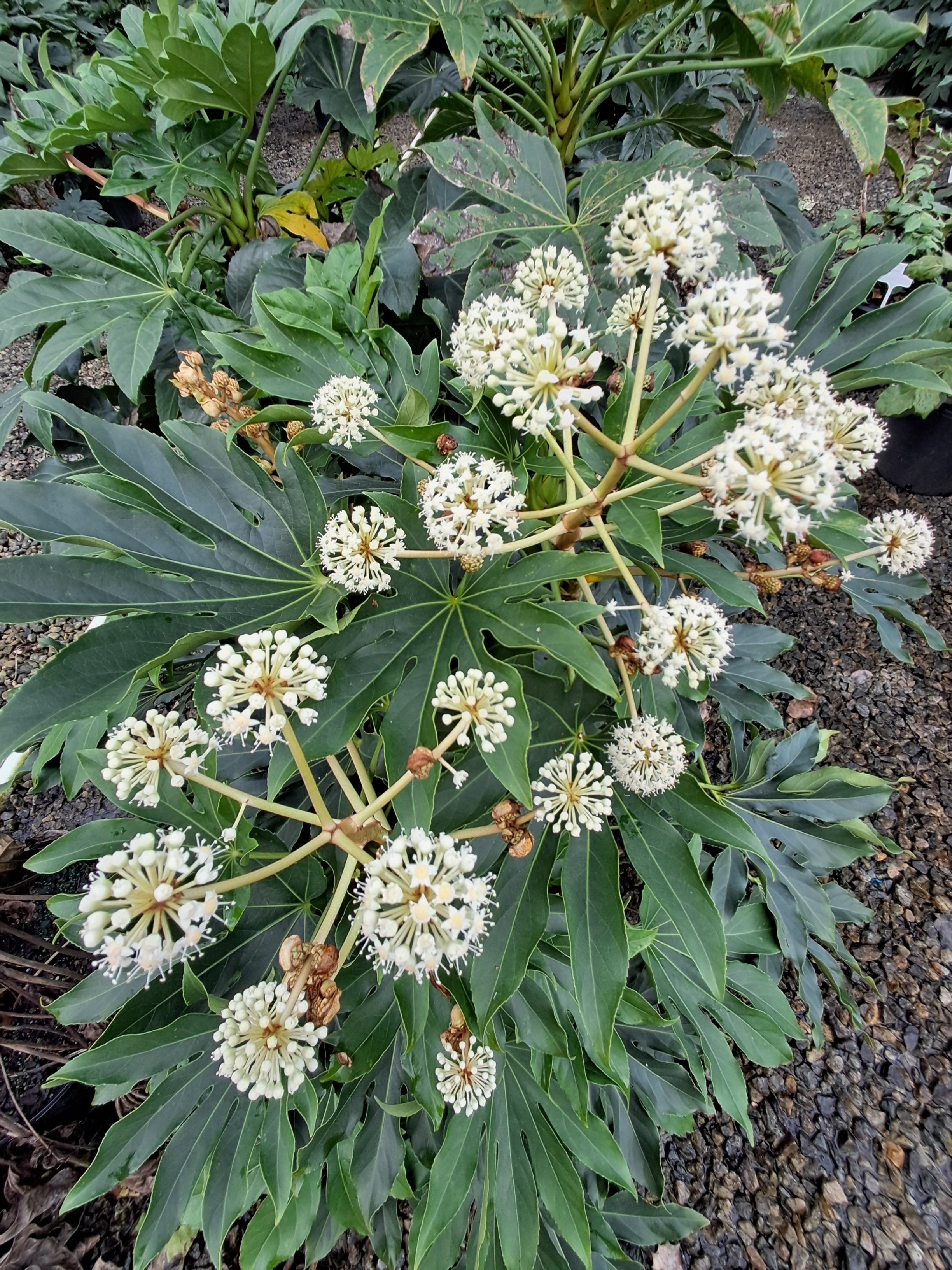 7g Japanese Fatsia