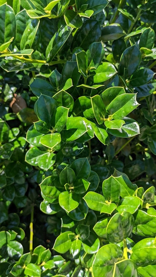 plants_details Adcock’s Nursery