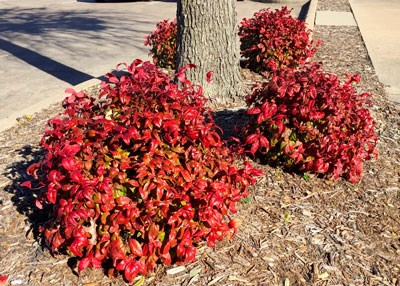 3g Firepower Nandina