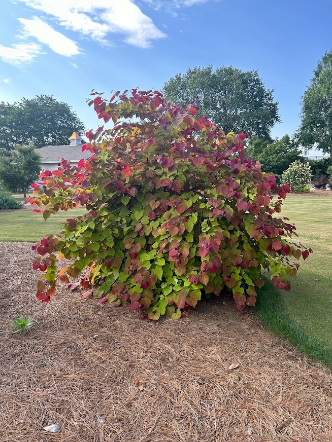 15g Flame Thrower® Cercis - Redbud