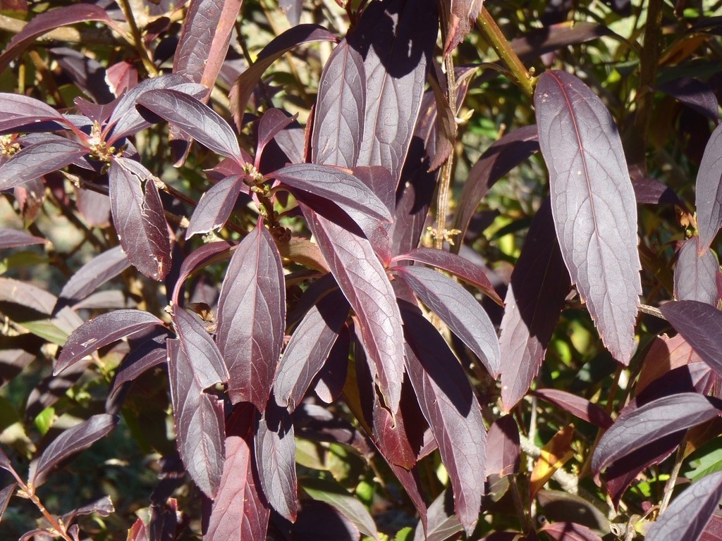 3g Lynwood Gold Border Forsythia