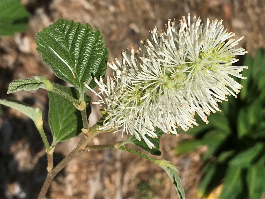 7g Mount Airy Large Fothergilla