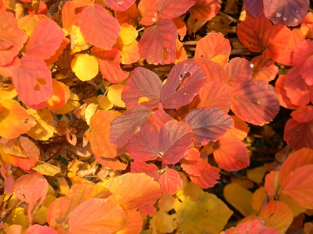 7g Mount Airy Large Fothergilla