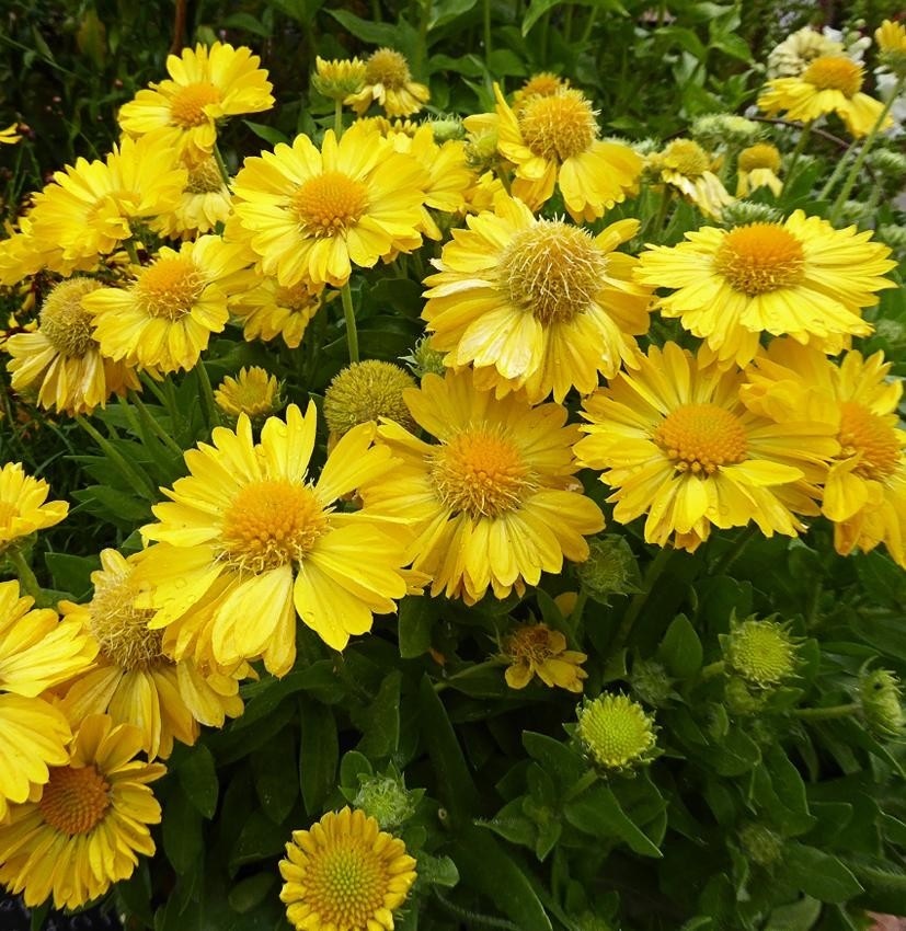 Gaillardia Mesa Yellow