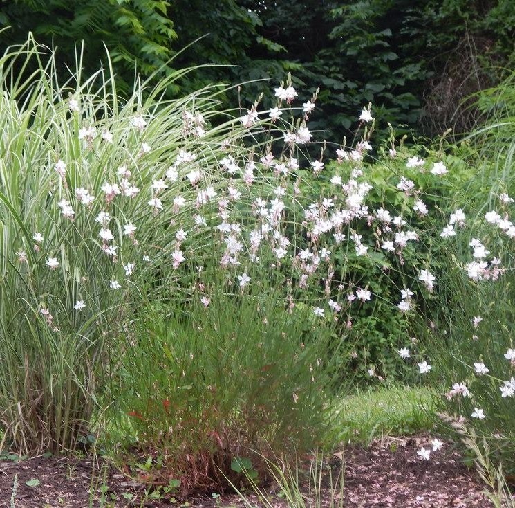 Whirling Butterflies Gaura 