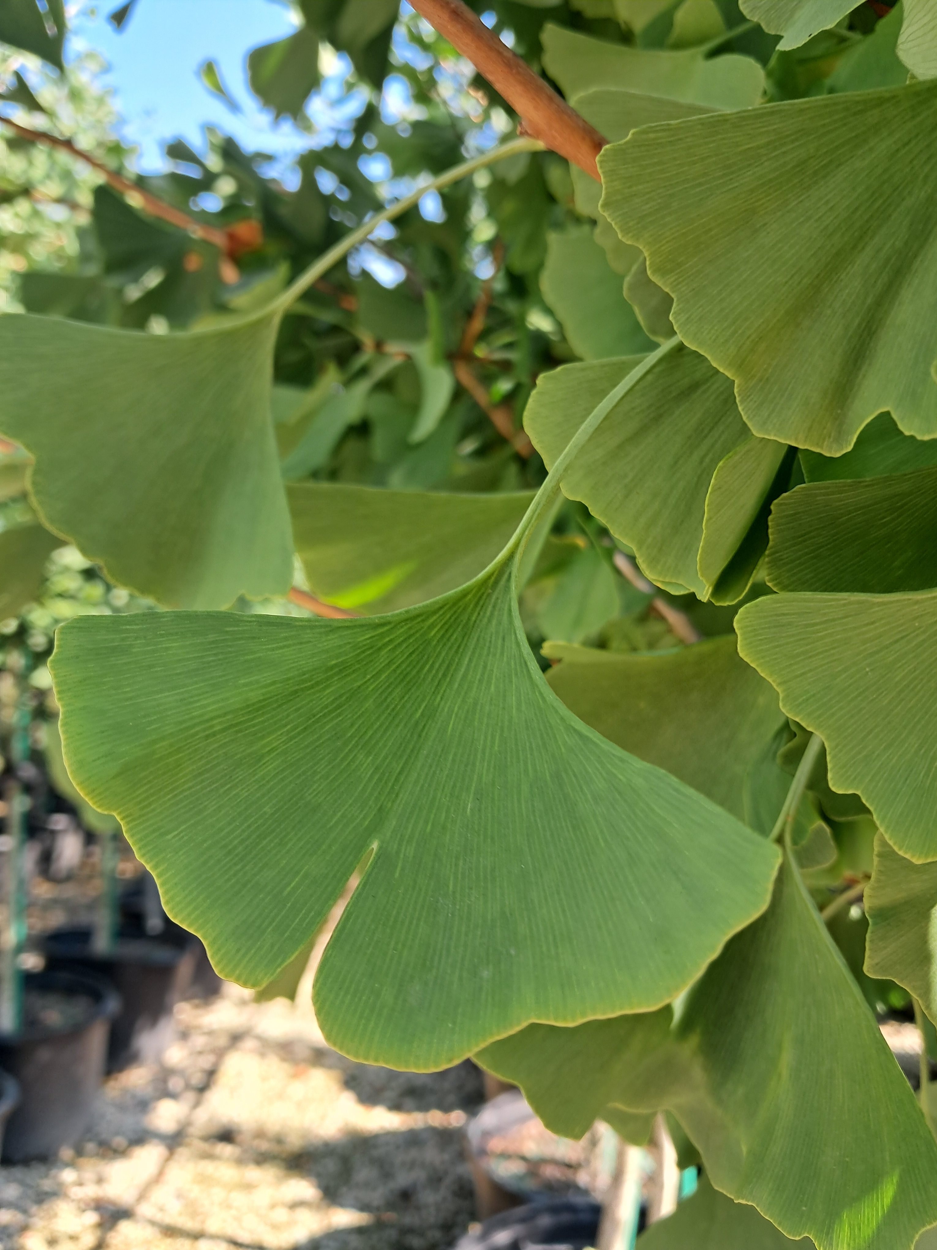 25g Grindstone Ginkgo