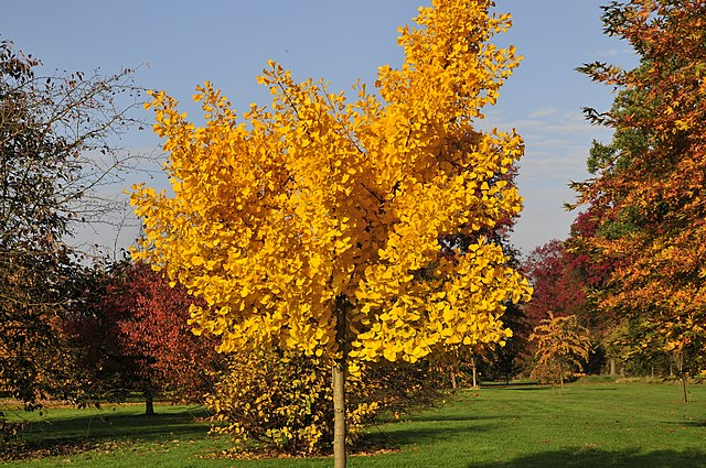 25g Autumn Gold Ginkgo