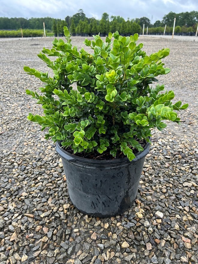 7g Gordo™ Big Leaf Boxwood