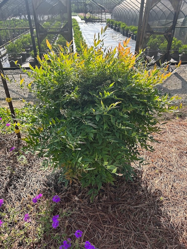 3g Gulf Stream™ Nandina