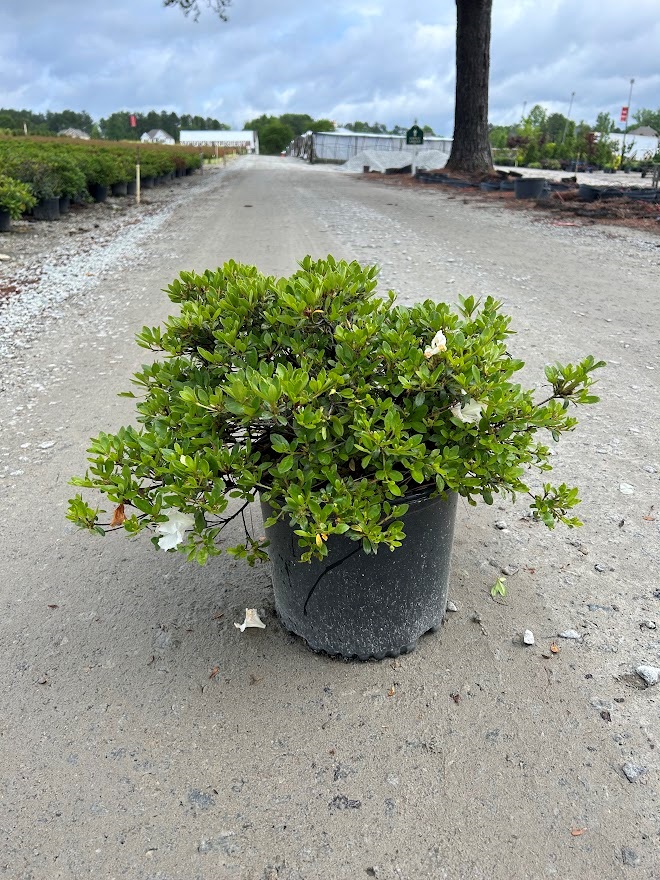 3g Gumpo White Azalea