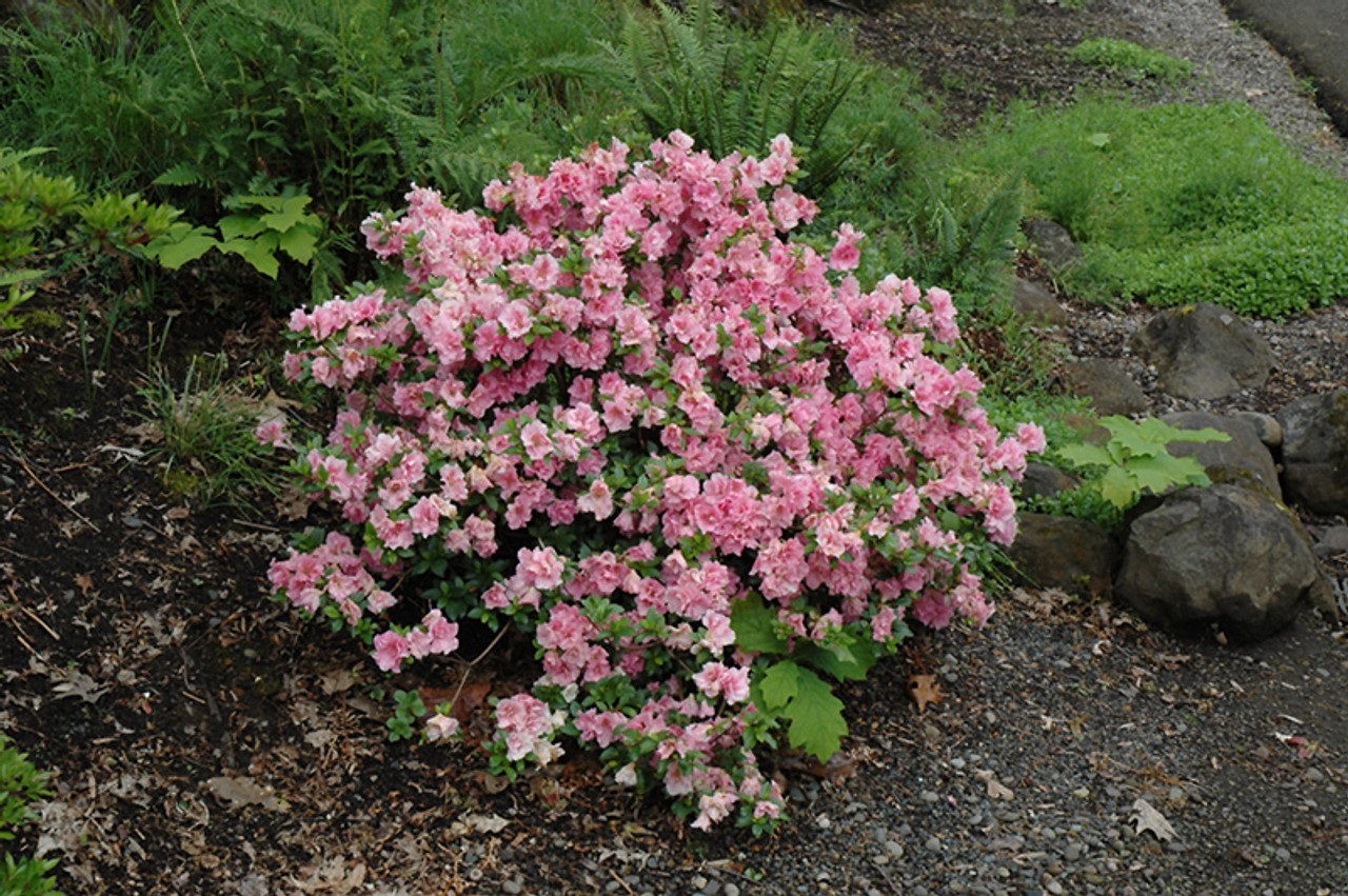 3g Gumpo Pink Azalea