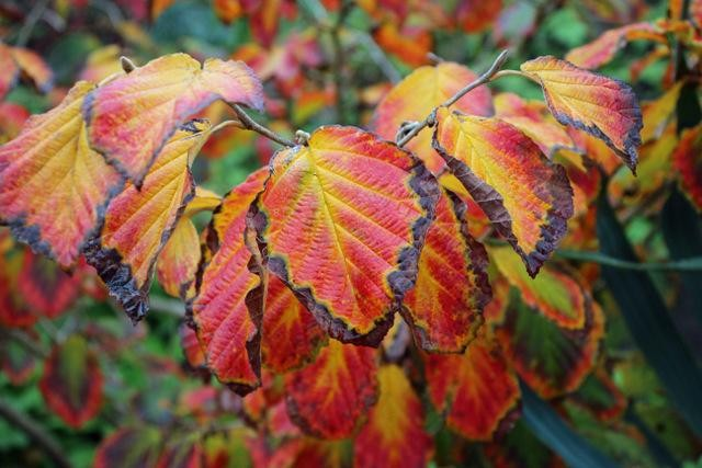 15g Diane Witch Hazel