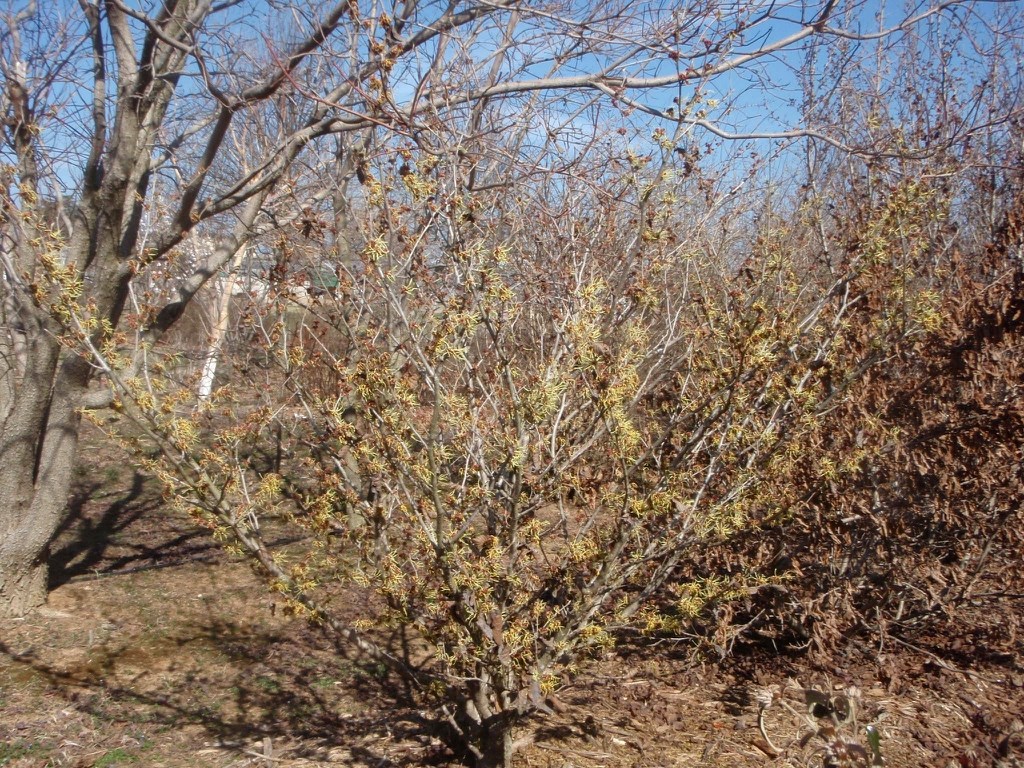 15g Sunburst Witch Hazel