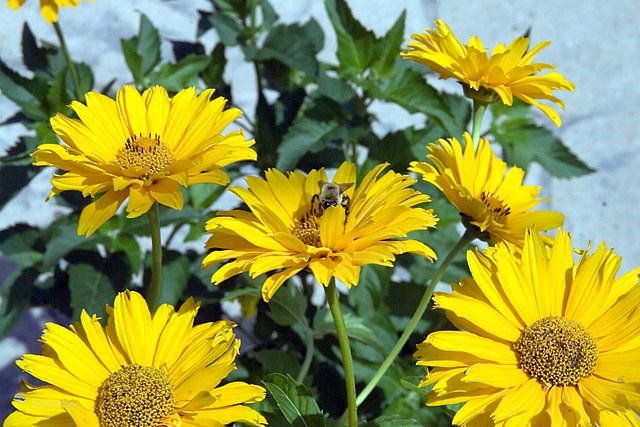 1g Heliopsis Summer Sun Sunflower