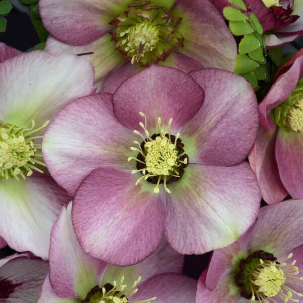 2g Honeymoon® Series Paris in Pink Lenten Rose