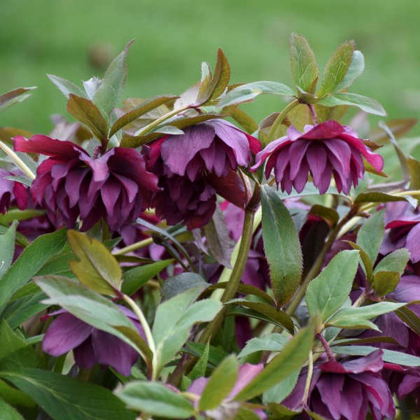 2g Wedding Party® Series True Love Lenten Rose