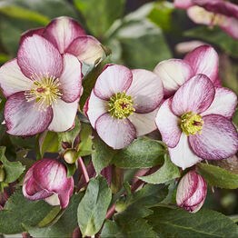 2g  HGC® ICE N' ROSES® Rosado Lenten Rose