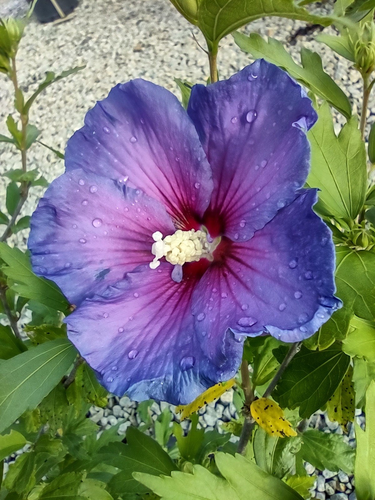 7g Paraplu® Violet Rose of Sharon