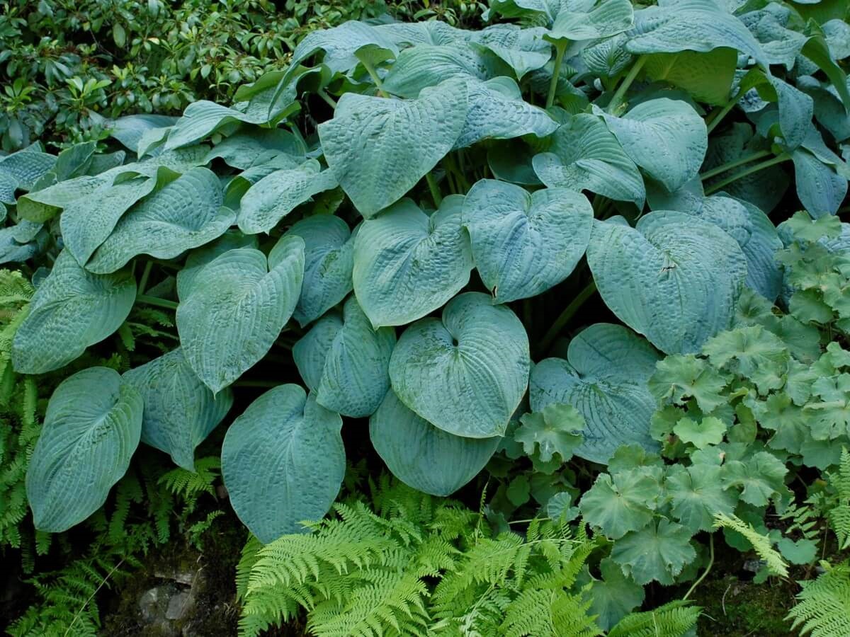 1g Blue Angel Hosta