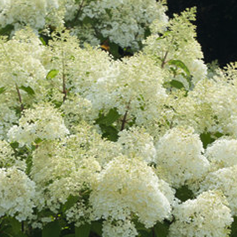 5g Bobo Hydrangea