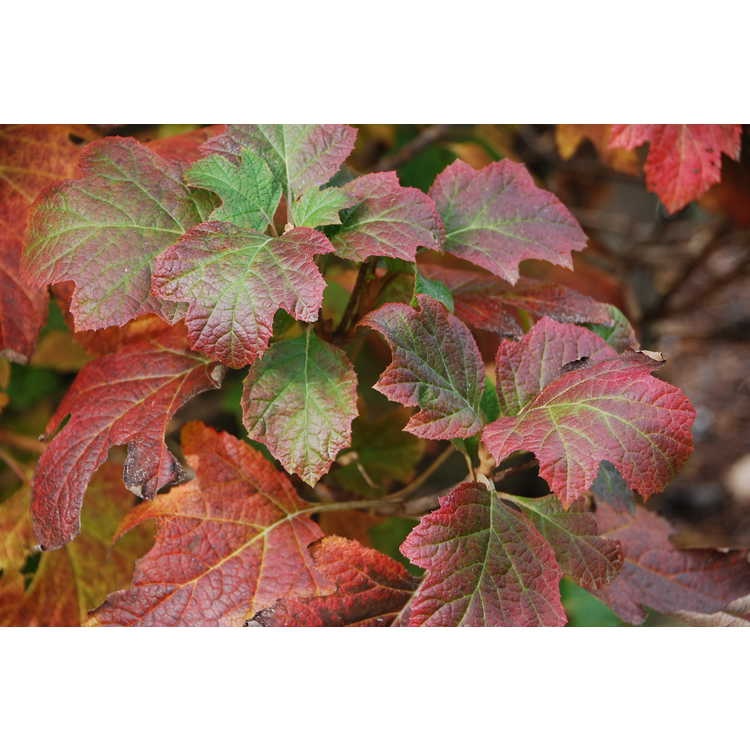 10g Snow Queen Oakleaf Hydrangea