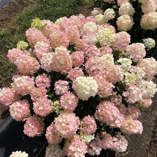 5g Fire Light Tidbit® Hydrangea