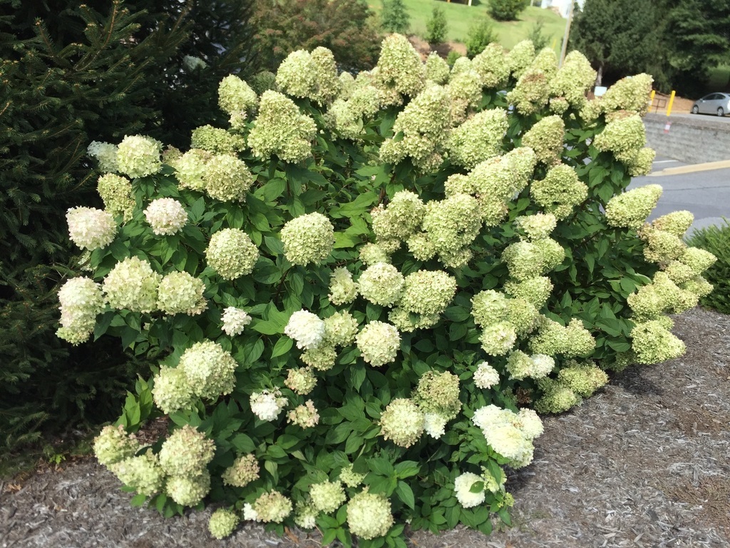 5g ProvenWinners® ColorChoice® Little Lime® Hydrangea