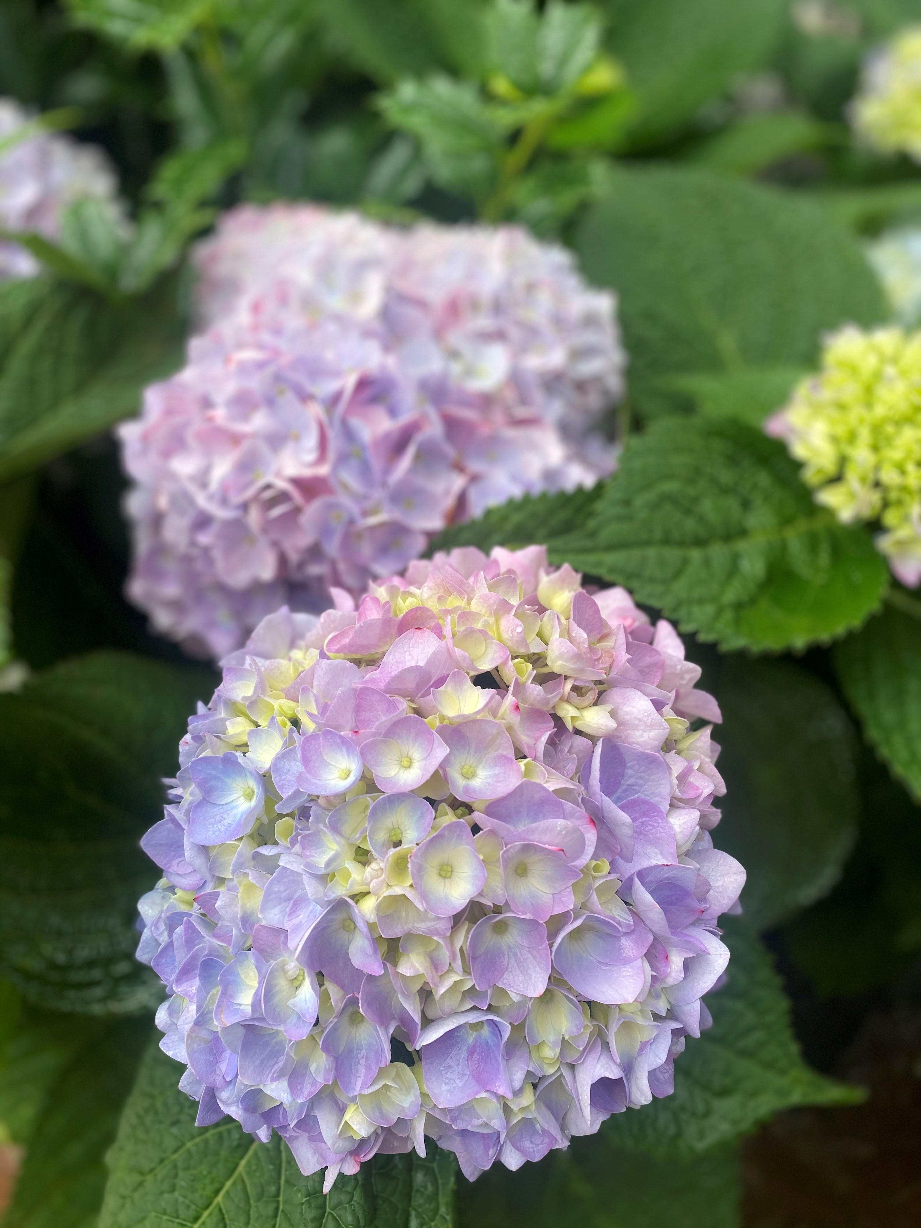 5g Penny Mac Hydrangea