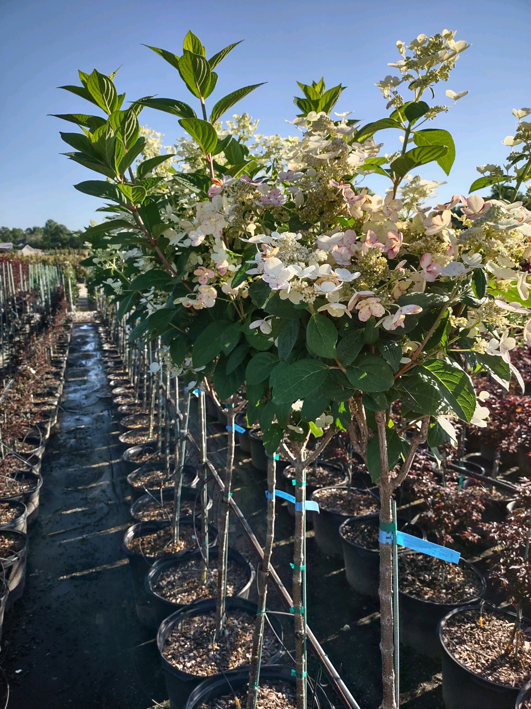 15g Quickfire® Hydrangea - Tree Form