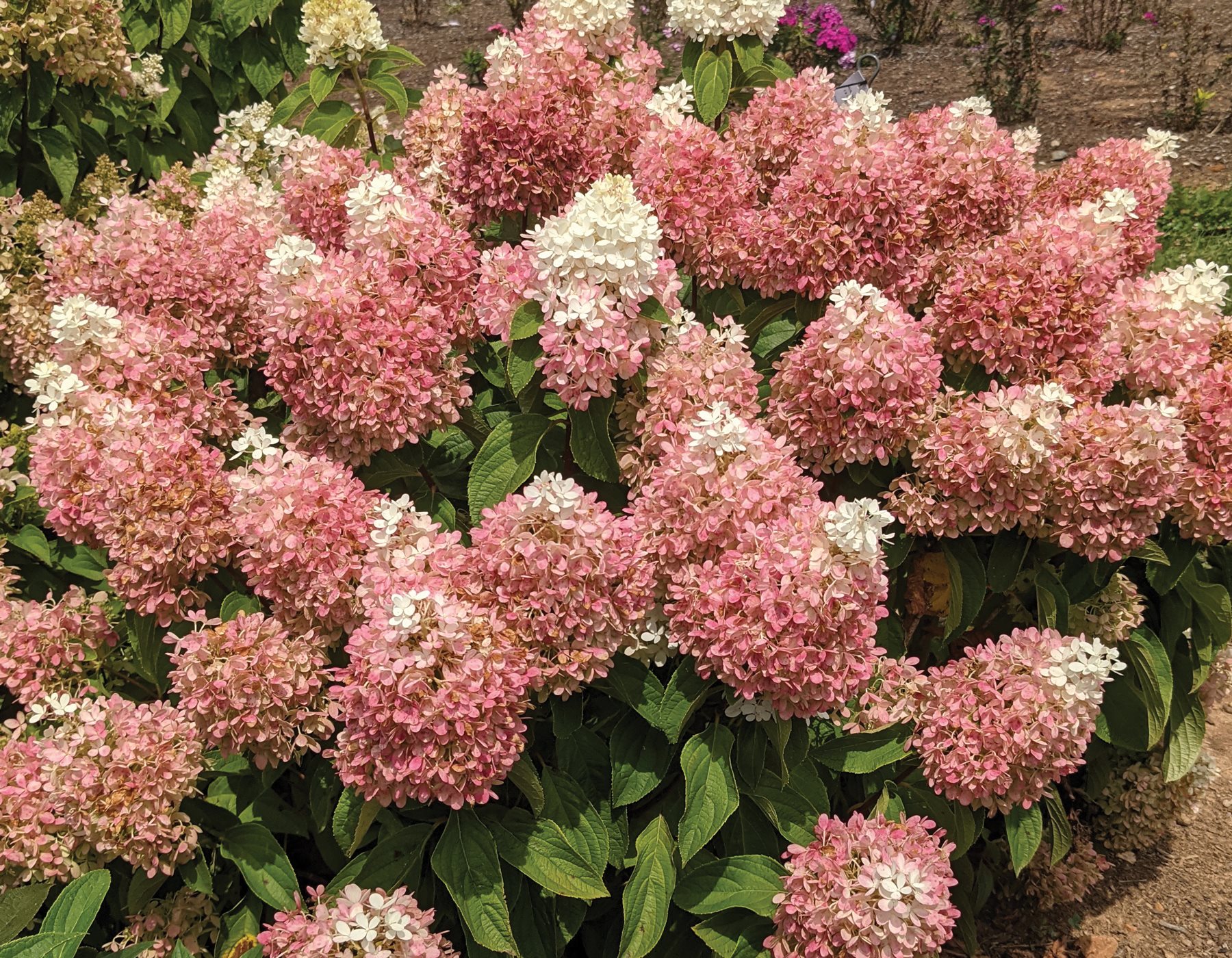10g Sweet Starlight Hydrangea