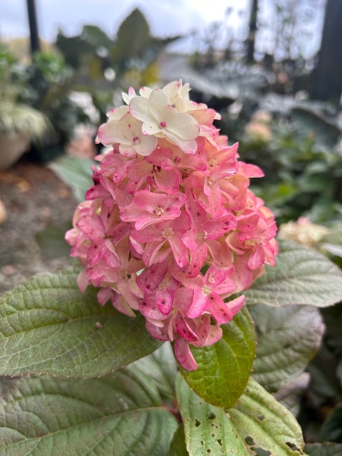 10g Sweet Starlight Hydrangea