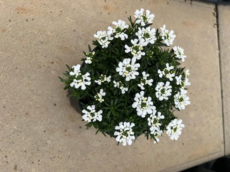 1g Snowstation Candytuft