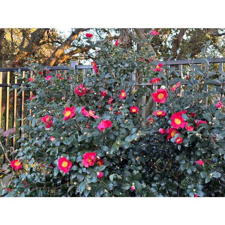 10g Yuletide Fall Blooming Camellia