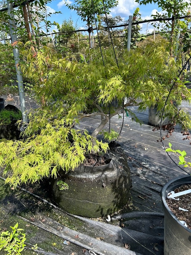 15g Mini Viridis Cutleaf Japanese Maple