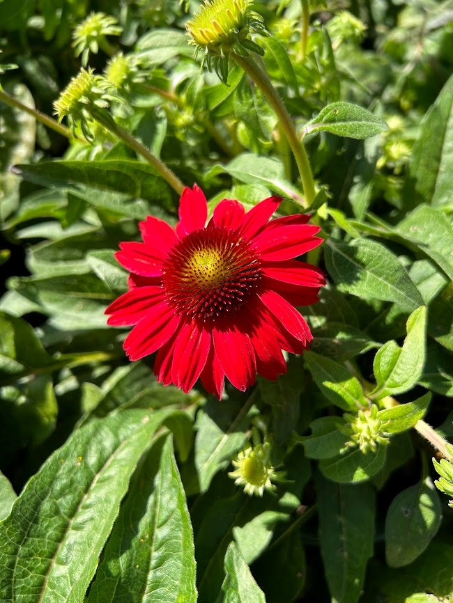 2g Sombrero®  Adobe Salsa Red Coneflower