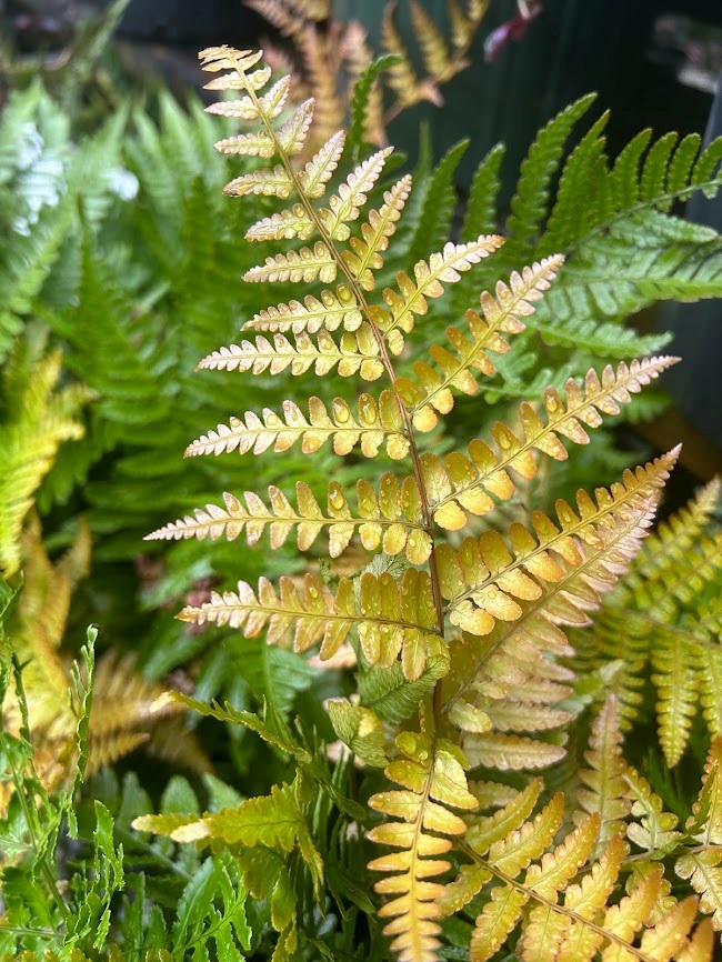 3g Brilliance Autumn Fern