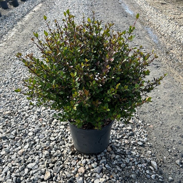 3g Raulston's Hardy Viburnum