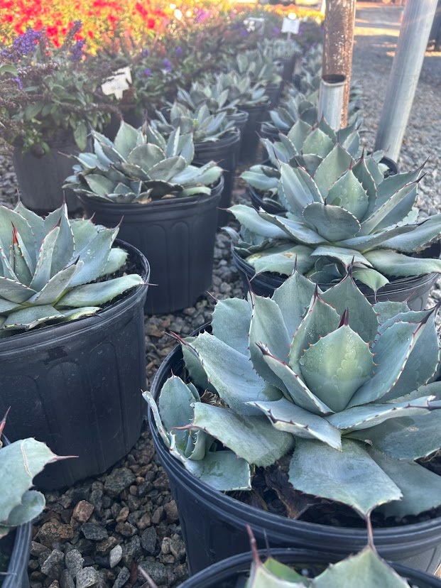 3g JC Raulston Agave