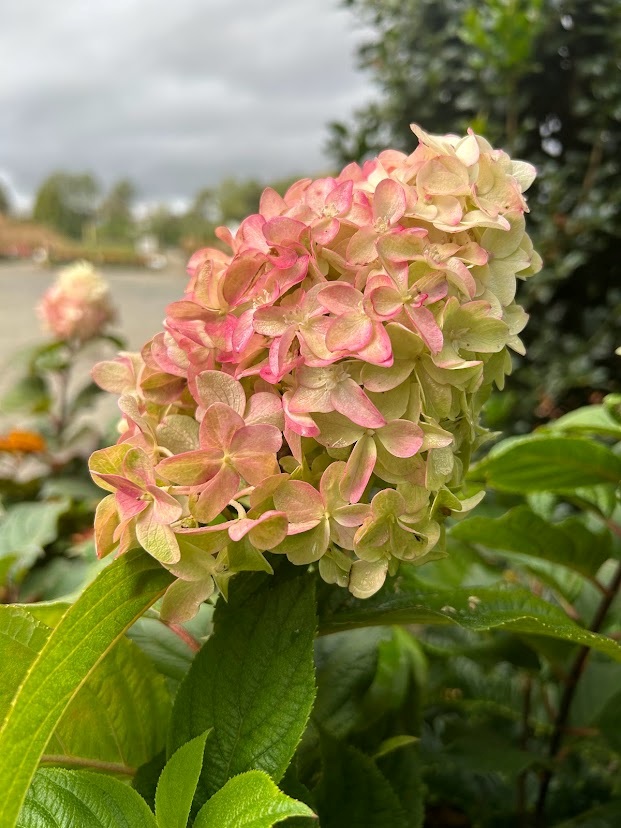 5g Quick Fire Panicle Hydrangea