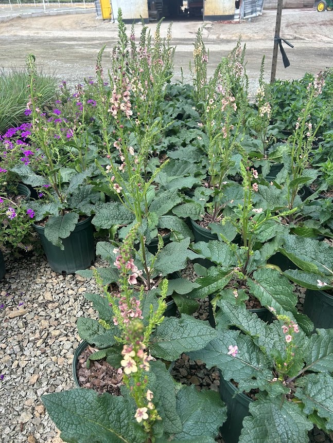 2g Southern Charm Verbascum