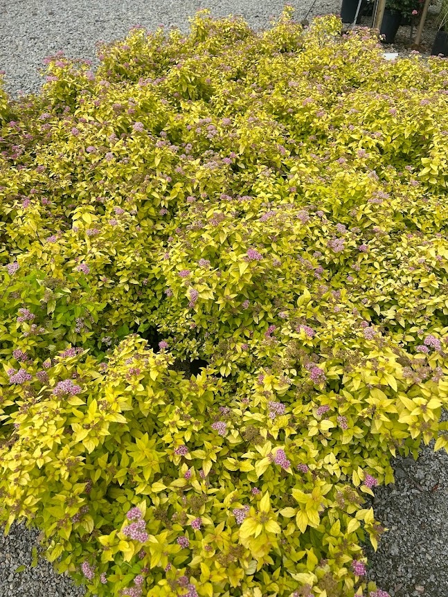 3g Lemon Princess Spirea