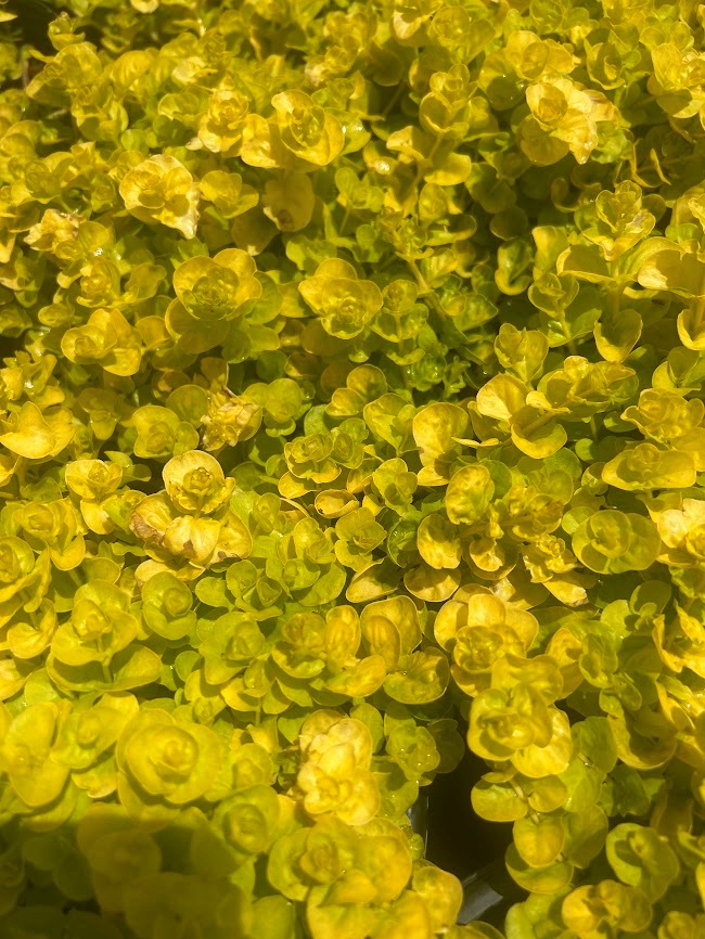 2g Creeping Jenny