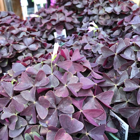 2g Ebony Allure™ Oxalis