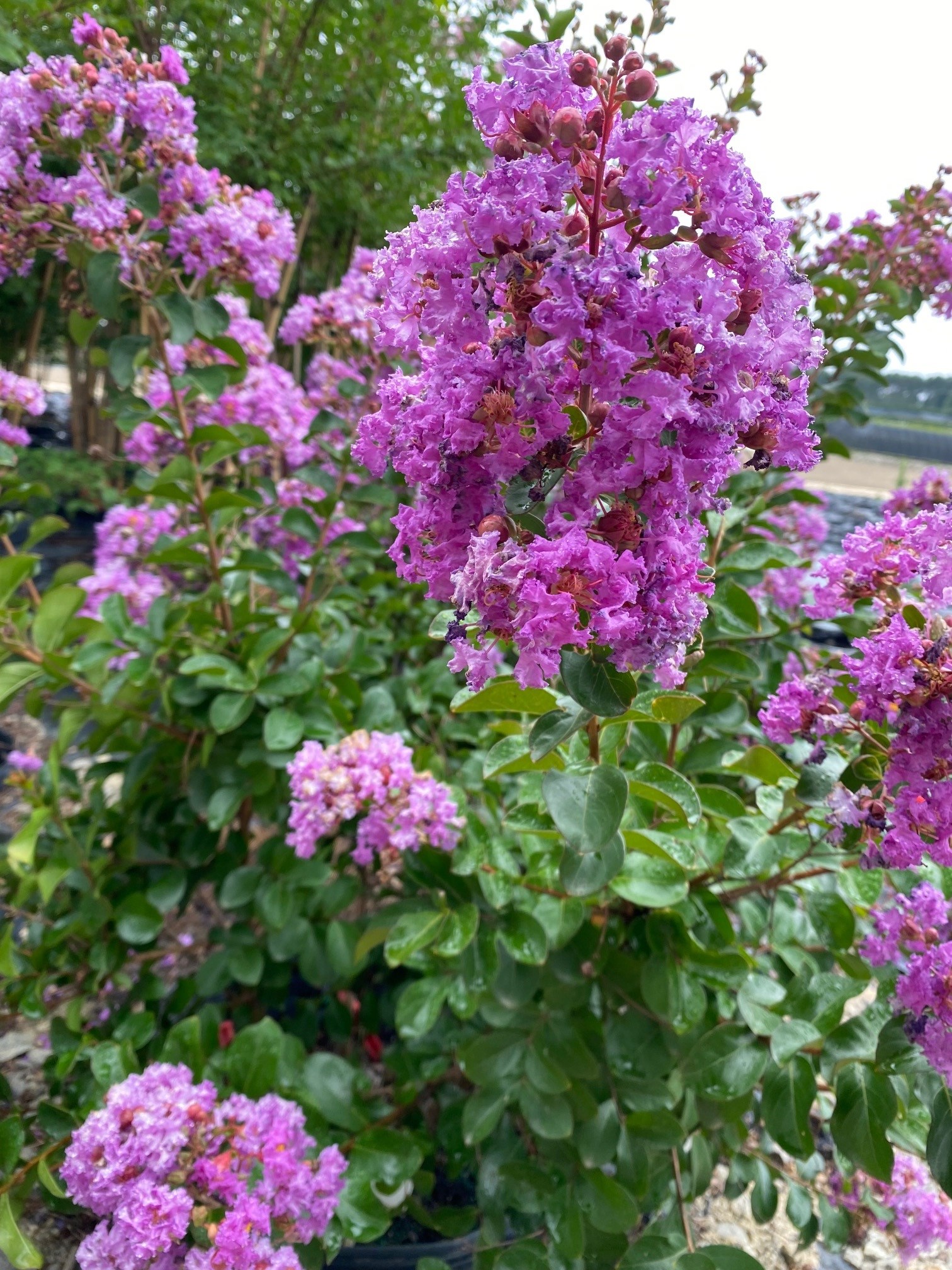 25g Autaugaville Purple Crape Myrtle