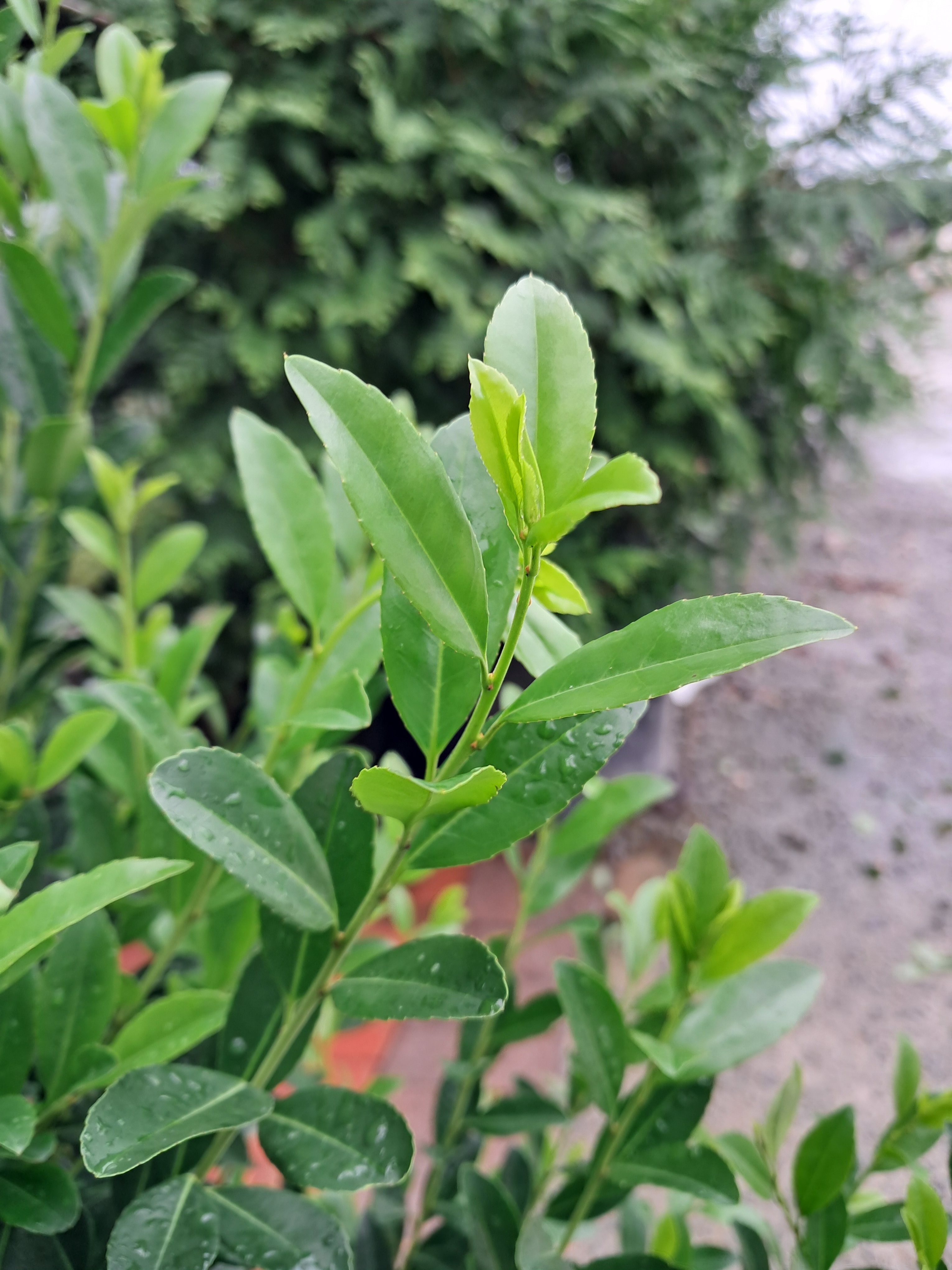 15g Emerald Colonnade Holly